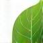 Eco-conscious choice icon